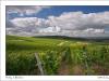 vineyard idyll